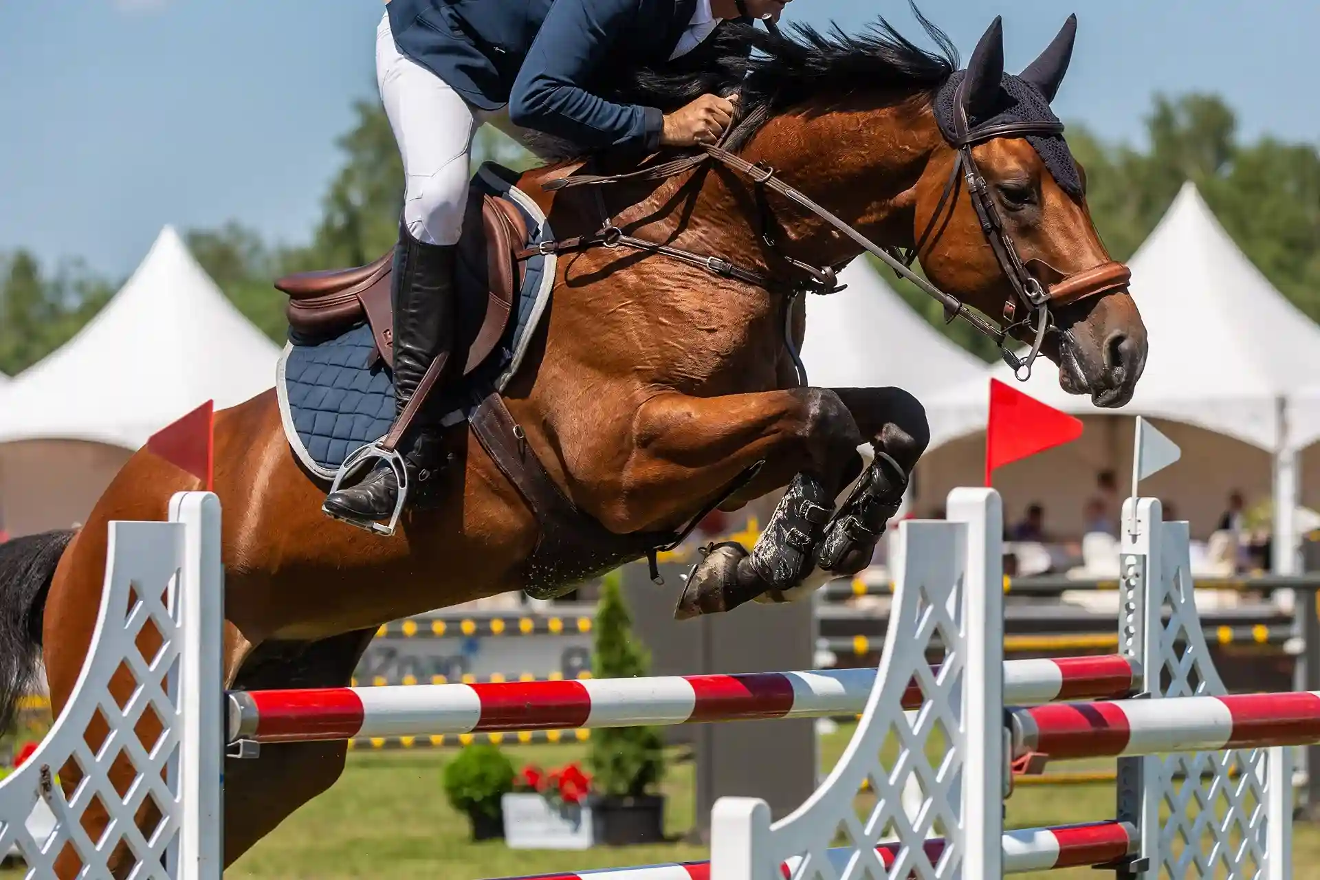 Equestrian